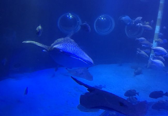 のとじま水族館 クチコミ・アクセス・営業時間｜能登島【フォートラベル】