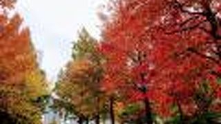 メイプルが紅葉