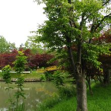 もう紅葉です！