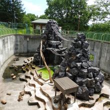 猿山にはだるそうな猿が