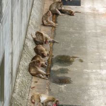 暑いのでだれています