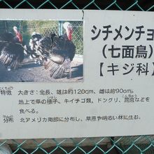 シチメンチョウのあんない