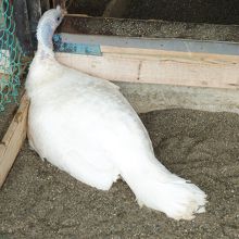 白のシチメンチョウ初めて見ました