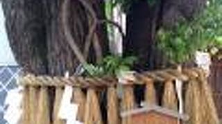 銀杏と書いて「ぎなん」と読む