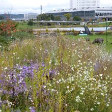 季節の終わりを迎えてます～