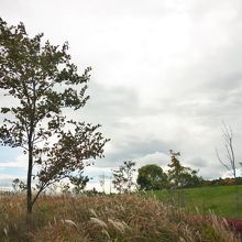 秋の気配を感じます