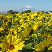 冬のひまわり開花中