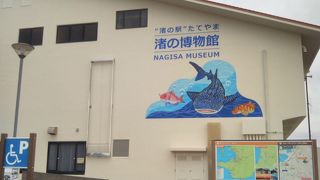 さかなクンのイラストとともに