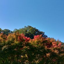 晩秋の色づいた木々（2）