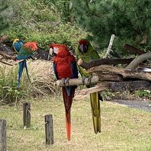 インコは放し飼い