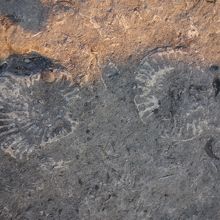 ライムレジスの海岸で見つけた化石