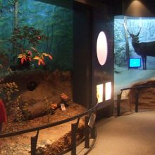 思った以上に面白かった自然観の展示 