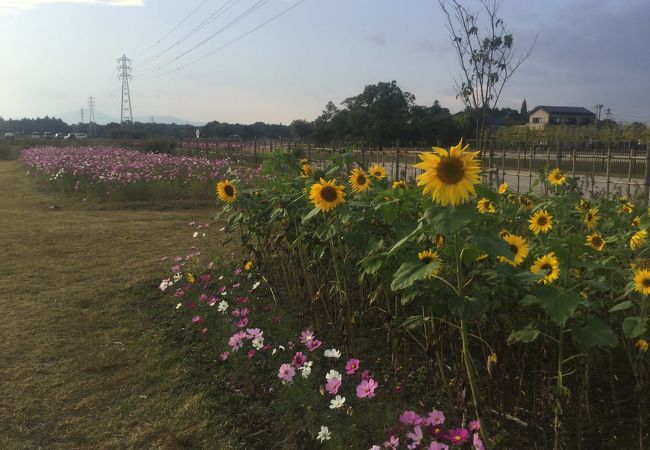 古代の風香り、コスモスとひまわりが揺れている