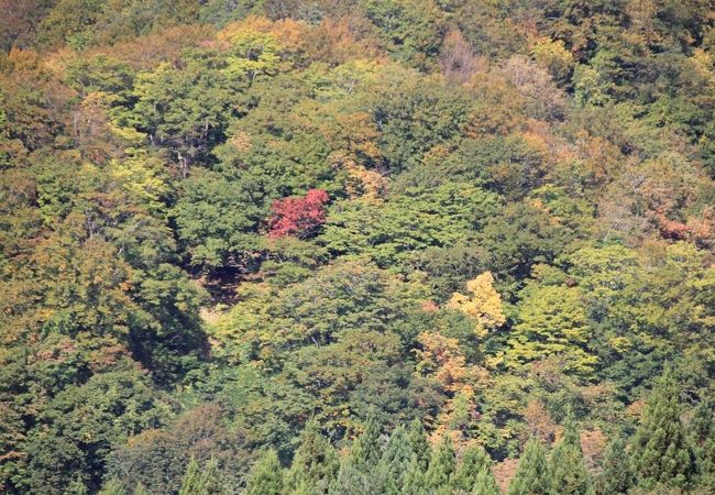 秋田県と青森県にまたがる世界遺産の森