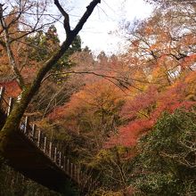 木製の吊橋と一面の紅葉