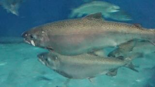 インディアン水車は稼働してませんでした。