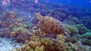 宮古島で一番綺麗なサンゴ礁の群生（大神島周辺）を案内してくれる「オーシャントライブ」さん