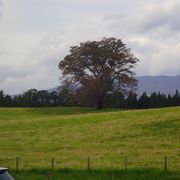 広い牧場に立つ一本の桜