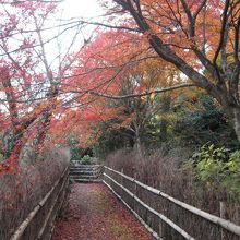 正に見頃の紅葉