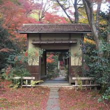 落ち葉と紅葉のバランスが奇麗