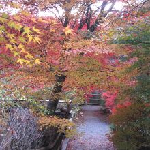 色とりどりの紅葉も見応えあり。