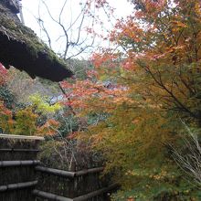 藁葺と紅葉のコントラストがいい。