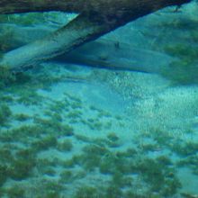 透明度がすごい