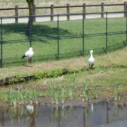 国の特別天然記念物コウノトリ