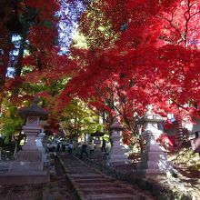 参道の入り口付近からの紅葉