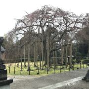 大きな樹齢370年のシダレ桜