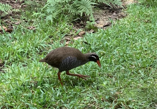 沖縄県の動物園 クチコミ人気ランキングtop22 フォートラベル