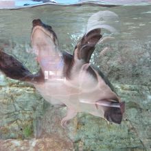 ウミガメハウスでは無料でウミガメを見学できます