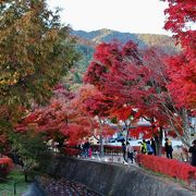 紅葉まつりのイベント会場