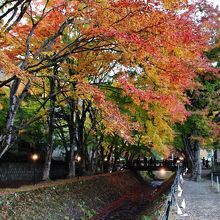 川沿いのモミジの並木