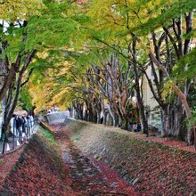 奥の方はまだ色付き前