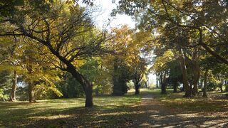 臼井城址公園、今年の紅葉は？