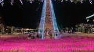 藤のイルミネーション