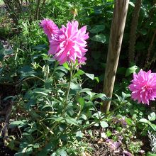 ぼたんの花も綺麗に咲いていました