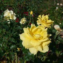 黄色の薔薇の花