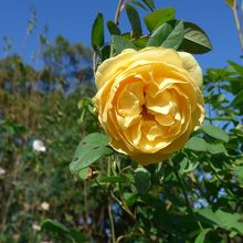 黄色に咲いた大きな薔薇の花