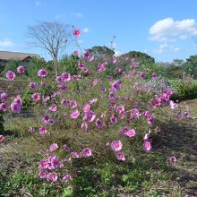 秋桜園はそろそろ終わりの時期を迎えていました