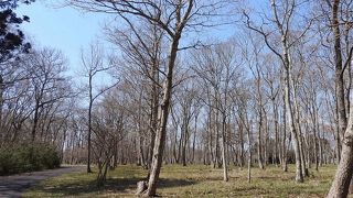 ビンズイが見られました。