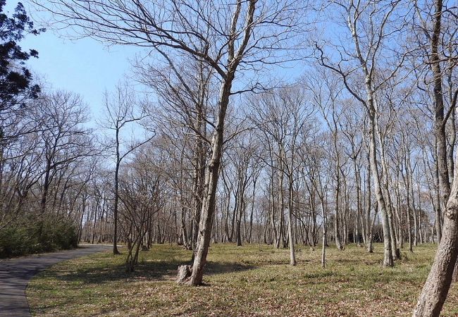 茨城県水郷県民の森 クチコミ アクセス 営業時間 潮来 フォートラベル
