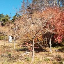 創造の森には紅葉した木々が