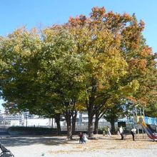 水深公園の中央に、大きな樹が生えています。日影が出来ています