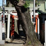 大木と細い参道、朱色の鳥居が印象的な神社