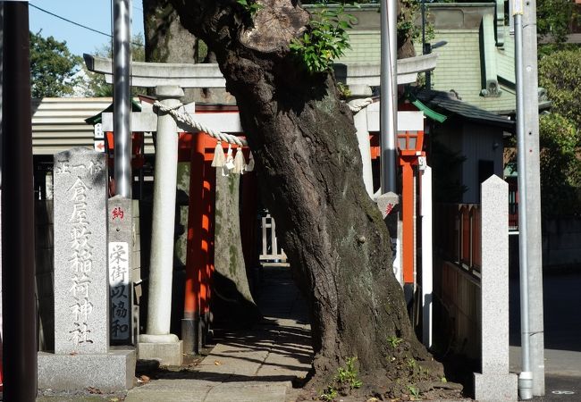大木と細い参道、朱色の鳥居が印象的な神社