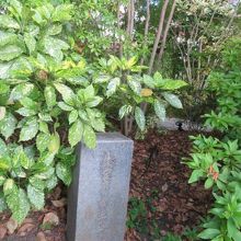 外からのぞく感じです