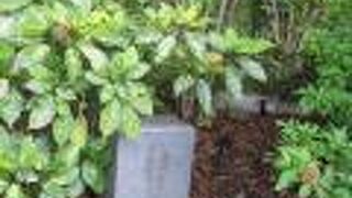 外側から眺められます