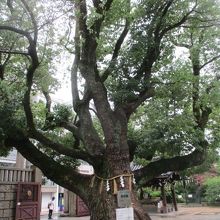 保存樹の楠です